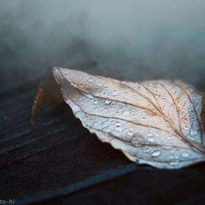 火狐官网下载手机版