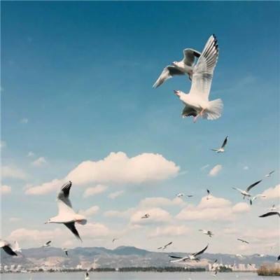 大发彩票官方官方平台app下载手机版